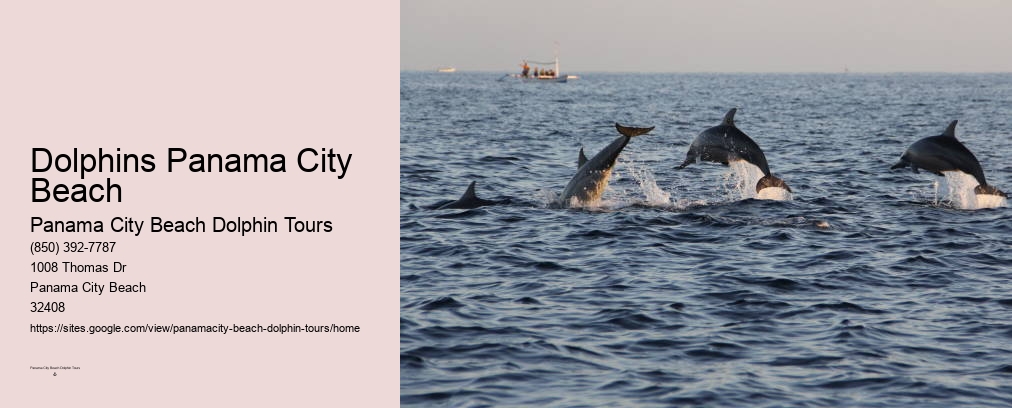 Panama City Beach Florida Dolphin Tours