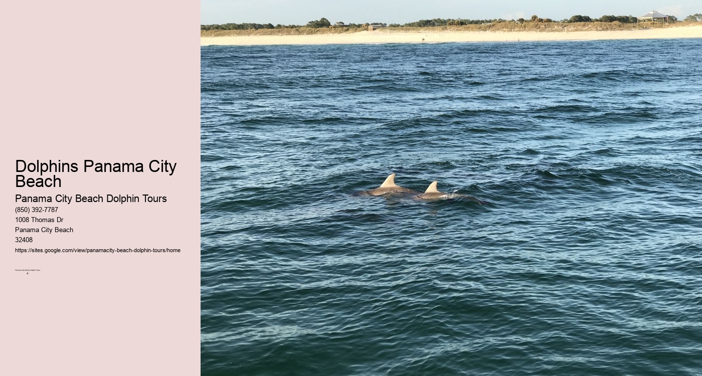 Panama City Beach Shell Island Dolphin And Snorkel Cruise