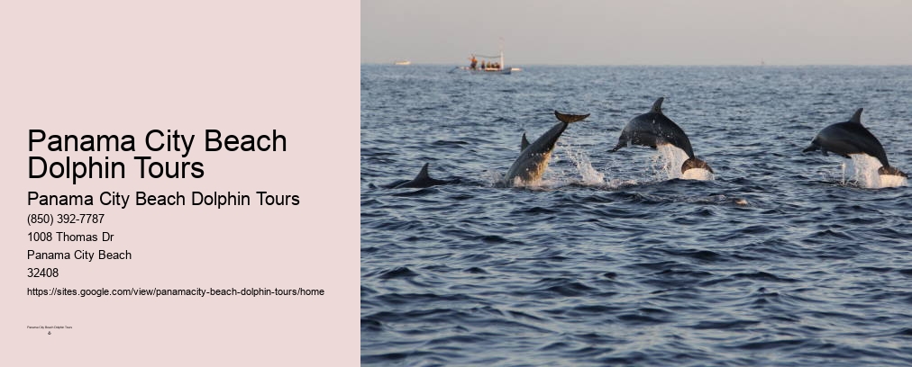 Dolphin Tours Panama City Beach Florida
