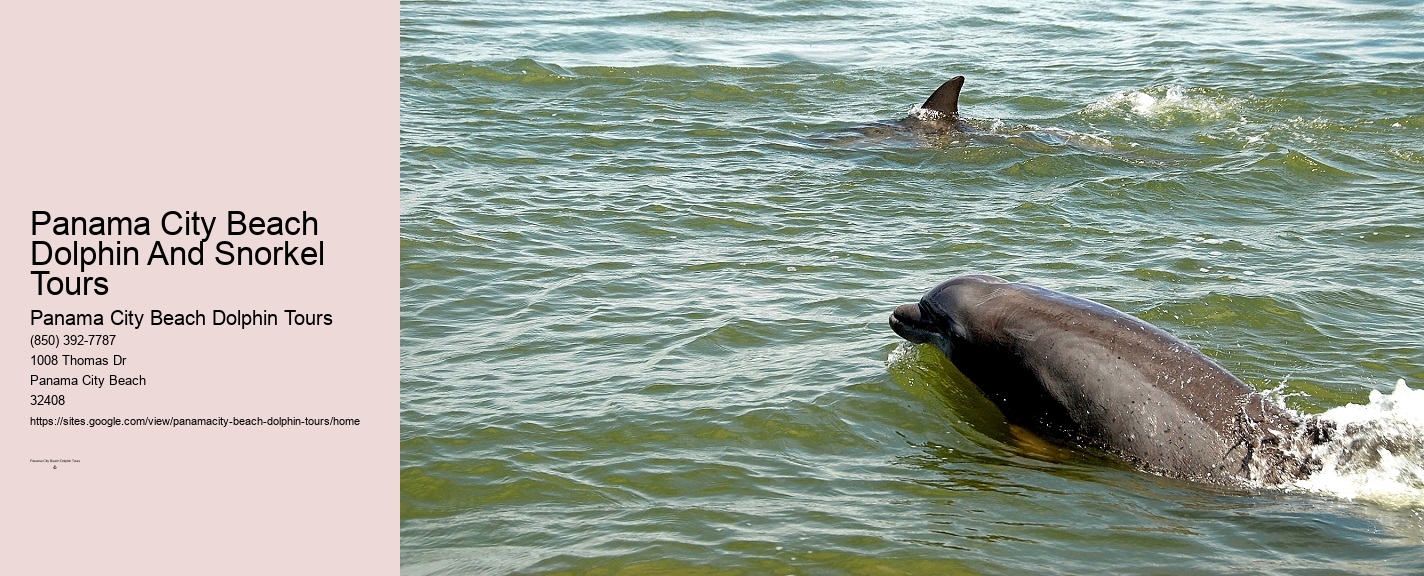 Panama City Beach Dolphin And Snorkel Tours