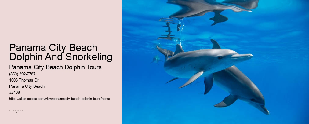 Best Dolphin Tours Panama City Beach