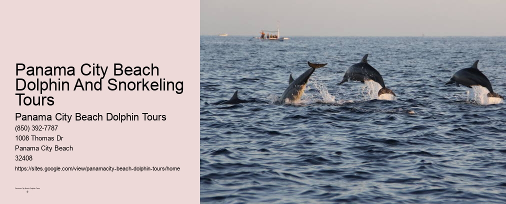 Panama City Beach Florida Dolphin Tours