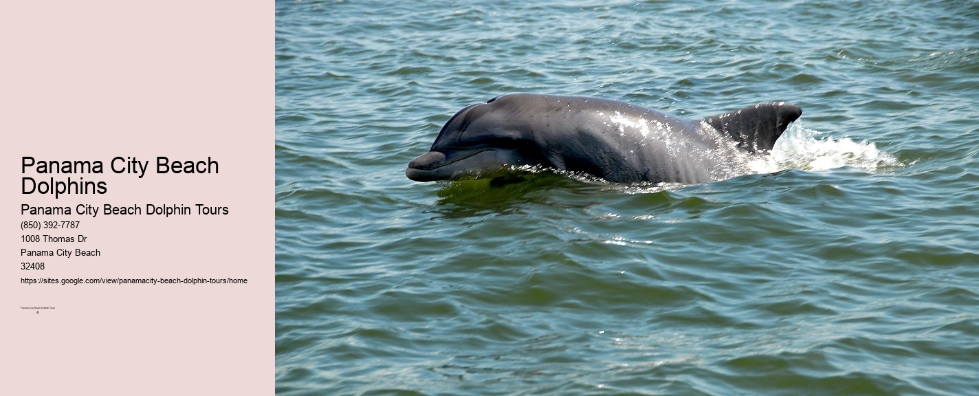 Panama City Beach Shell Island Dolphin And Snorkel Cruise