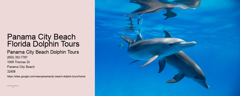 Dolphin And Snorkeling Tours Panama City Beach