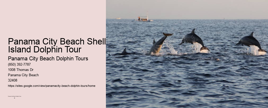 Swim With Dolphins Panama City Beach