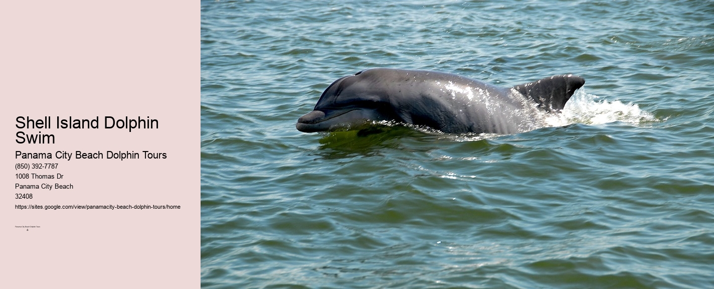 Dolphin Snorkeling Panama City Beach