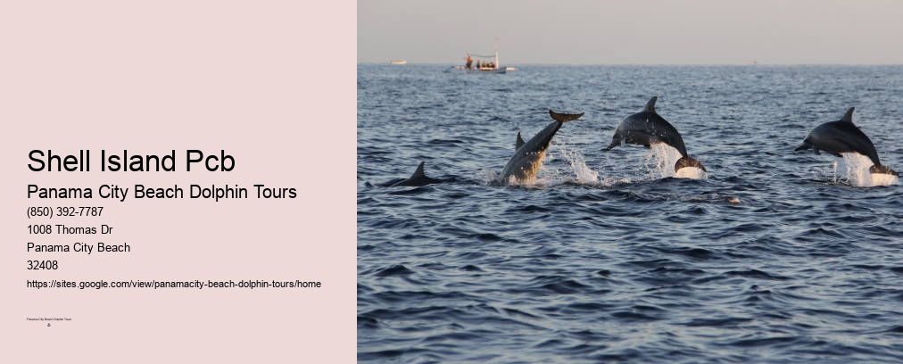 Dolphin Watching Panama City Beach