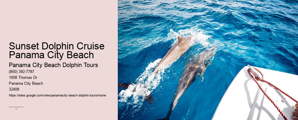 Swim With Dolphins Panama City Beach Shell Island