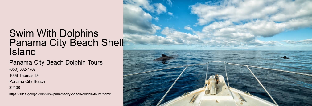 Shell Island Dolphin Swim