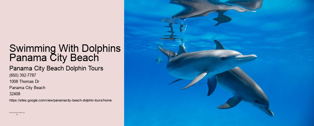 Panama City Beach Dolphin And Snorkel Tours