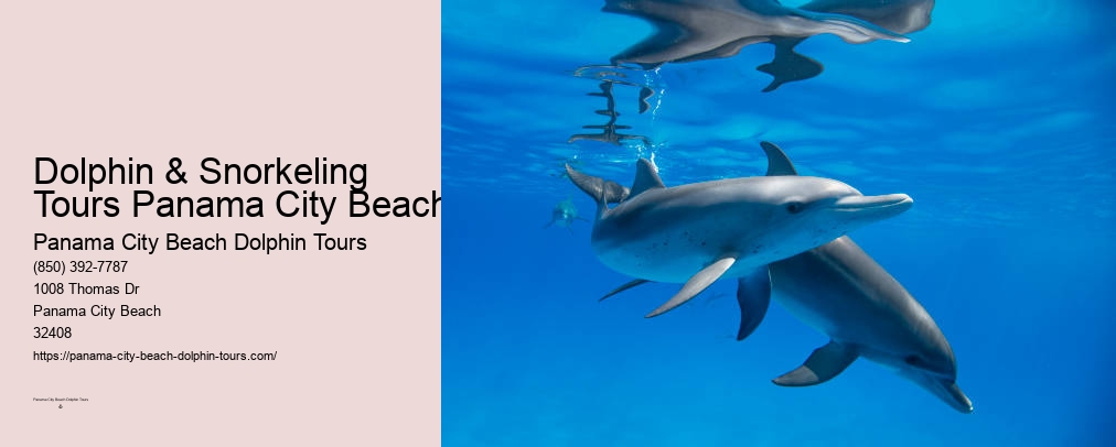 Panama City Beach Florida Dolphin Tours