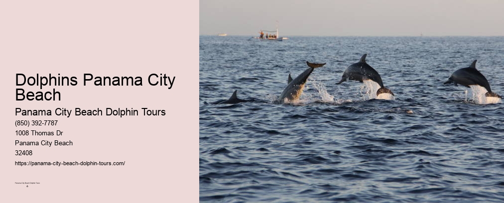 Swim With Dolphins Panama City Beach