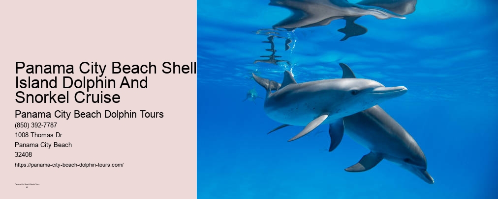 Dolphin Boat Tour Panama City Beach