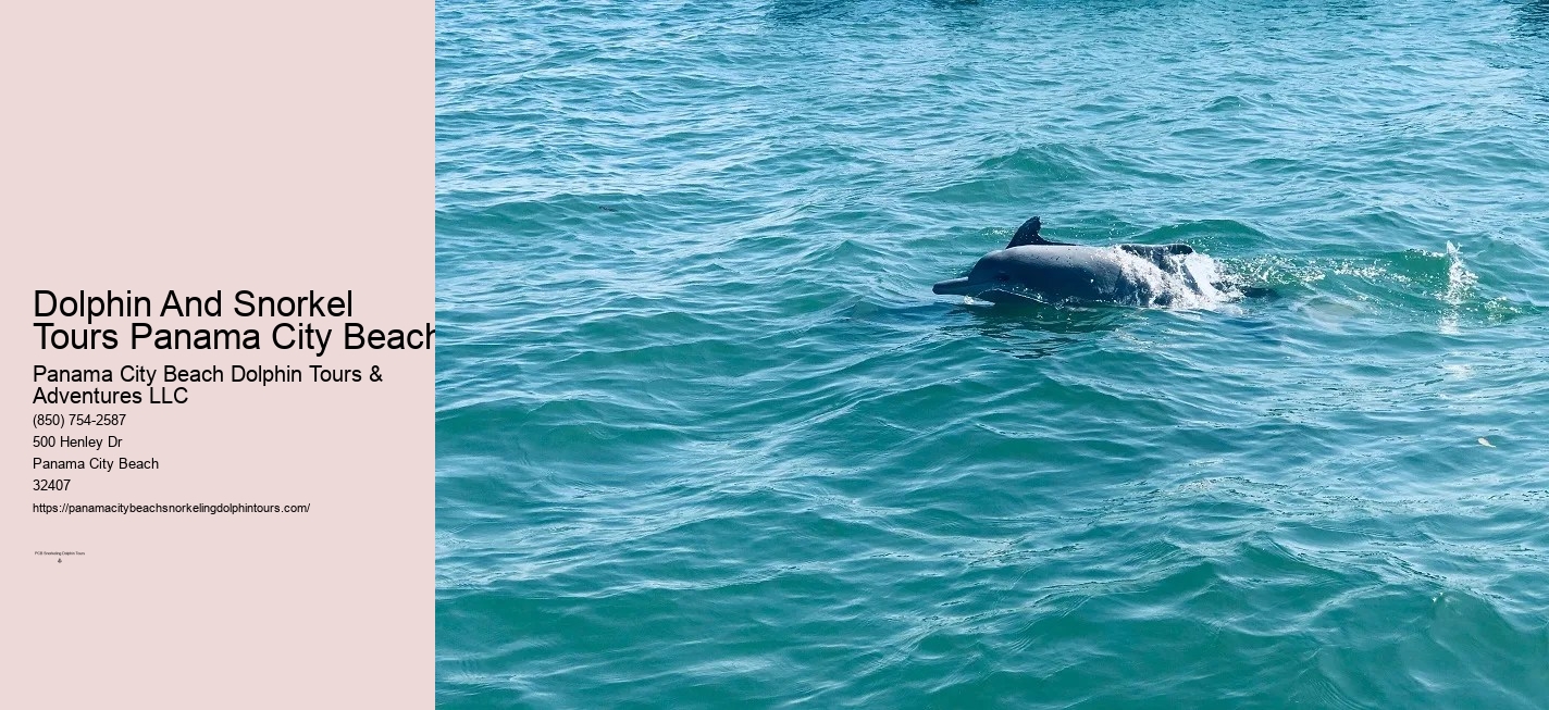 Dolphin And Snorkeling Tours Panama City Beach Florida