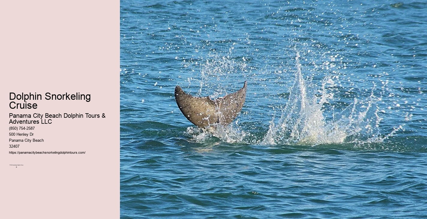 Dolphin Snorkeling Panama City Beach