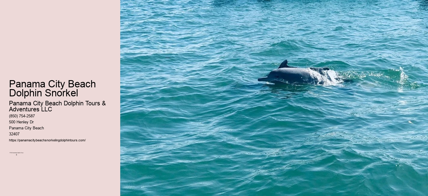 Dolphin Snorkeling Panama City Beach