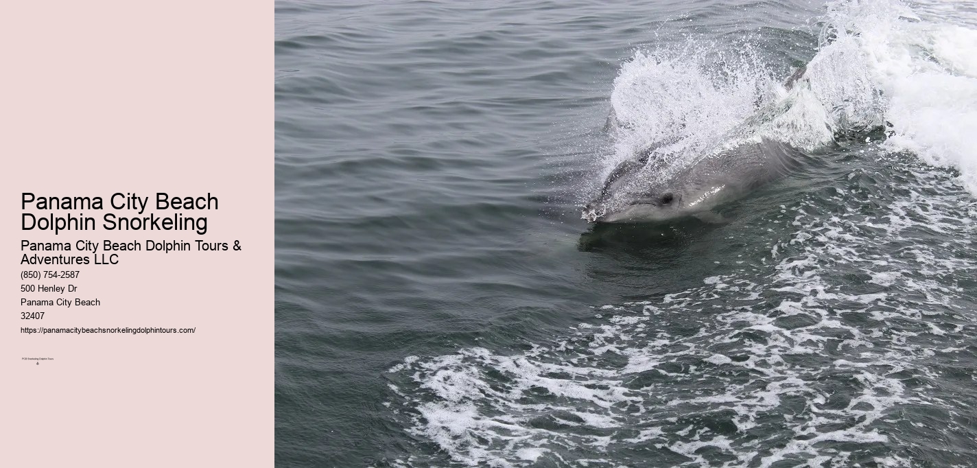 Dolphin Snorkeling Panama City Beach