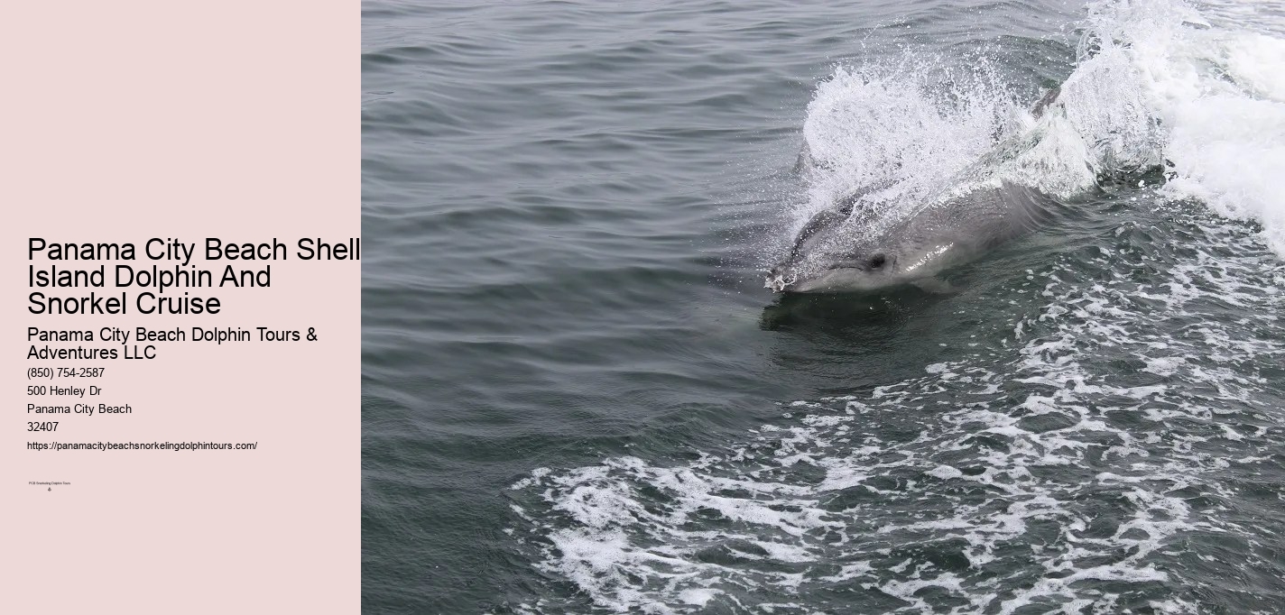 Dolphin Snorkeling Cruise