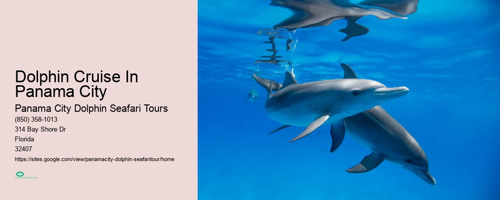 Panama City Dolphin Seafari Tours