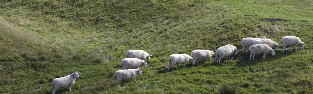 8 Signs You’re Following the Herd