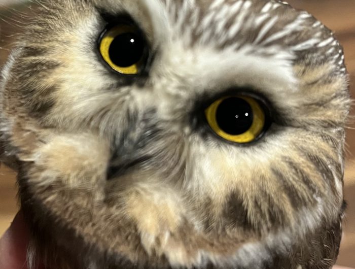 owl Amazon.com : Alpine Corporation 13