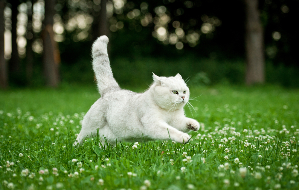shutterstock_149320823