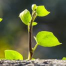 growth oriented business plan