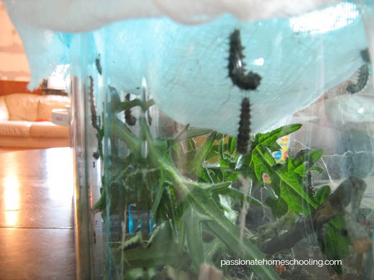 Painted Lady Caterpillars Starting To Make Chrysalis Passionate