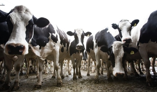 Further Chinese investment in Dairy
