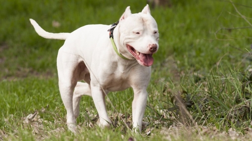 Sentencing Guidelines for Dangerous Dog Offences