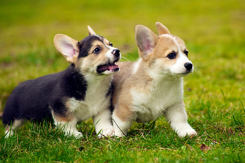 The Queen's Corgis: A silver serving plate is optional, your dog will love you either way