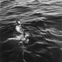 swimmer towing six twenty-pound haversacks