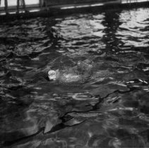 Basic Training - Pool