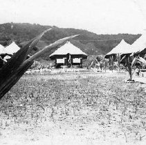 New Palms In Tent Row