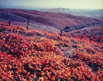 Poppy Time in California