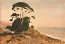 Eucalyptus Trees, Pacific Coast, c. 1909-1913