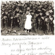 The Johnson's Sunflowers