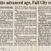 Long life of Sugar, Fall City Shetland pony