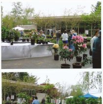 2006 Library Plant sale photos