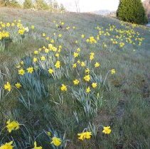 Morgan Memorial Garden area on I-90, Fall City