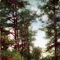 Postcard: Scene on the Interurban (The Quickest Route) [front]