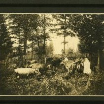 Chandler Dairy. Chandler family with cows