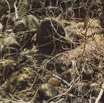 Coral scatter at Site 130