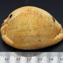 Profile of octopus lure with ruler