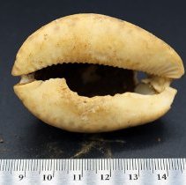 Underside of small octopus lure with ruler