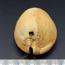 Lengthwise view of octopus lure