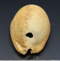 Lengthwise view of small octopus lure