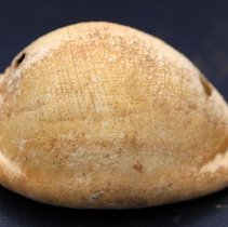 Profile of small octopus lure