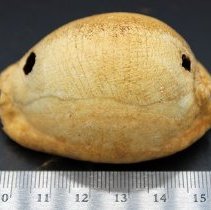 Close up of octopus lure with ruler