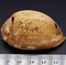 Profile of small octopus lure